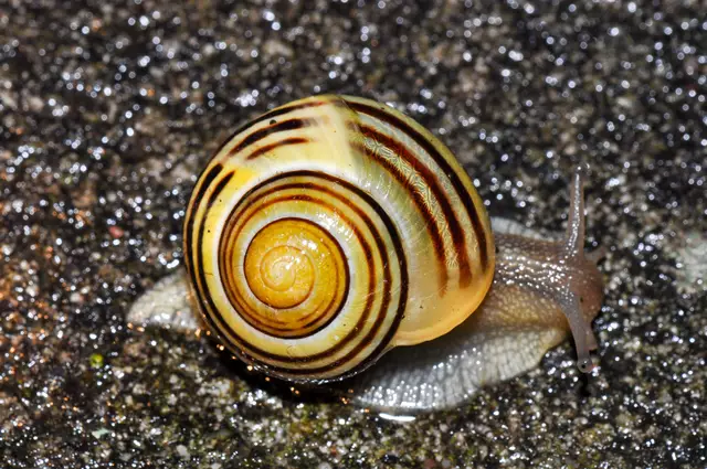 Die Garten-Bänderschnecke lebt u.a. in Laubhaufen | Foto: Dr. Hananes Petrischak