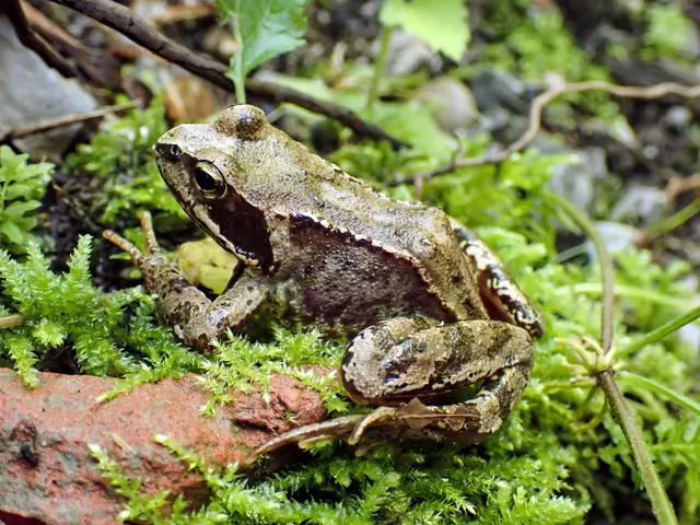 Der Grasfrosch kehrt jedes Frühjahr zum selben Teich zurück | Foto: Dr. Jörg Müller