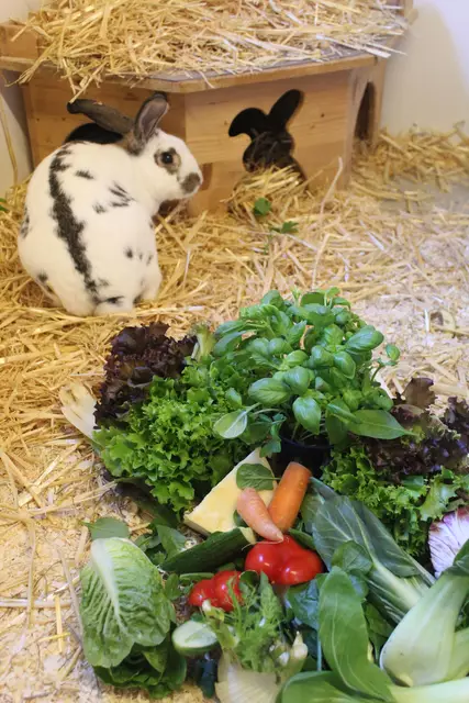 Kaninchen ernähren sich von Heu, Gemüse und frischen Kräutern | Foto: pm