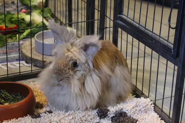 Momo, ein Löwenkopf-Angora-Mix ist besonders flauschig | Foto: pm