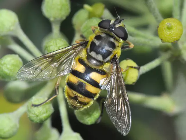 Die Totenkopfschwebfliege befruchtet u.a. Obstbaumblüten | Foto: Dr. Hannes Petrischak