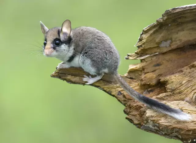 Der Gartenschläfer ist ein nachtaktiver und scheuer Nager | Foto: Jiri Bohdal/naturfoto.cz