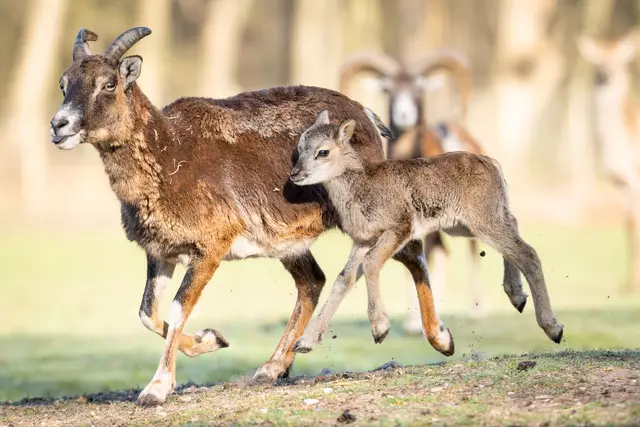 Mama Mufflon zeigt, wo es lang geht. Das Kitz folgt ihr ausgelassen | Foto: Wildpark/Thomas Ix