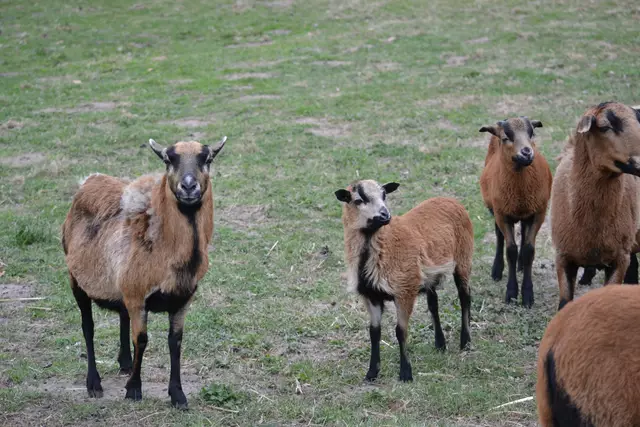 Die Lämmer sind jetzt rund neun Wochen alt