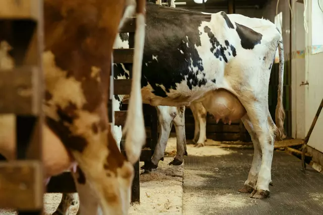 Die Anzahl der gehaltenen Milchkühe sinkt weiterhin in den Betrieben | Foto: Cottonbro