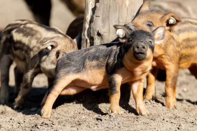 Der Wollschwein-Nachwuchs weiß, welcher der beste Kratzbaum im Gehege ist | Foto: Wildpark/Thomas Ix