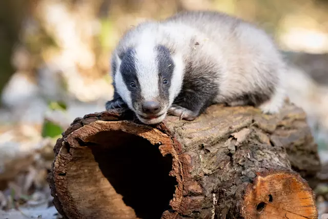 Dieter der Dachs hat erst vor Kurzem seine Augen geöffnet. Den Namen haben ihm die vielen Wildpark-Fans aus der Social Media Community gegeben | Foto: Wildpark/Thomas Ix