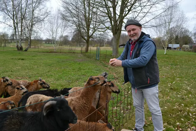 Werner Klahn bei den Kamerunschafen von Renate Voß in Moisburg. Die Tiere stammen aus seiner Zucht
