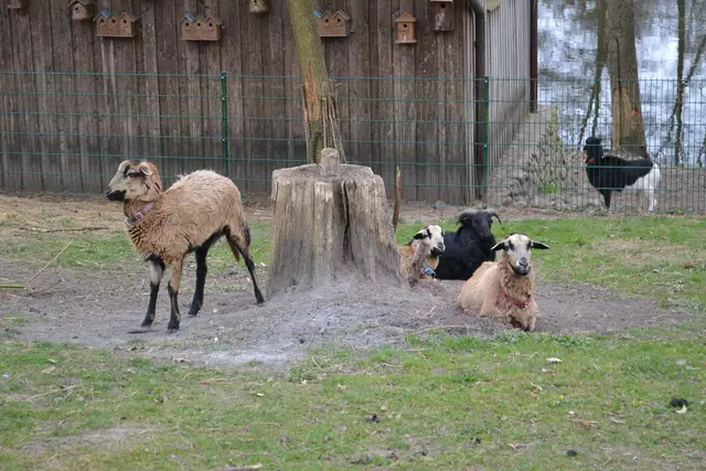 Die Kamerunschafe von Werner Klahn in Wohlesbostel. Die Herde wird derzeit etwas aufgemischt durch eine "Sextouristin" (im Hintergrund)