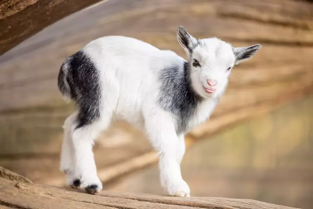 Das Zwergziegen-Kitz hat sich den besten Platz auf dem Kletterbaum gesichert | Foto: Wildpark/Thomas Ix