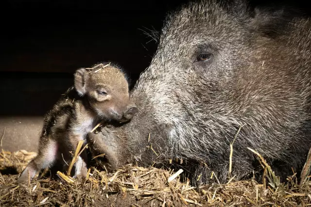 Ganz frischer Frischling: Kuscheln mit Mama ist das Beste | Foto: Wildpark/Thomas Ix