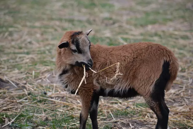 Auch die Kleinsten mögen schon Stroh, selbst wenn sie noch gerne an Mutters Zitzen saugen