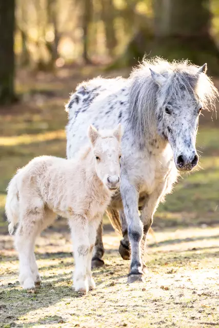 ... ebenso wie das Ponyfohlen der Tigerschecken-Ponys. | Foto: Wildpark/Thomas Ix