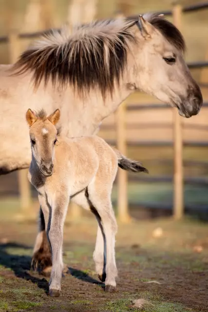Der kleine Tarpan-Hengst genießt mit seiner Mama die wärmende Frühlingssonne, ... | Foto: Wildpark/Thomas Ix