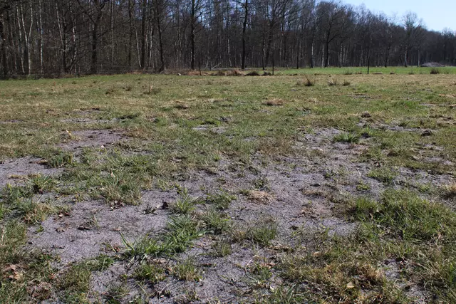 An einigen Stellen nahm die Grasnarbe der Weide erheblichen Schaden. Pächter Matthias Keßler erhielt daher eine Sondergenehmigung, um Rasen neu zu säen, was im Naturschutzgebiet sonst nicht erlaubt ist | Foto: ab