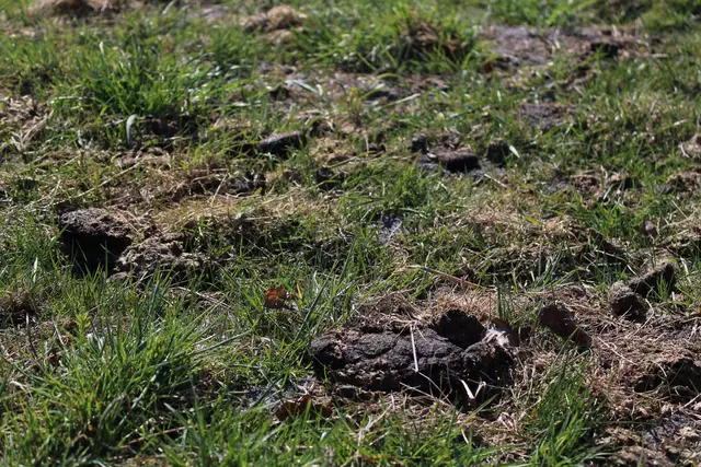 Nach wie vor ist die verpachtete Weide im Naturschutzgebiet Obere Wümmeniederung voll mit Pferdemist | Foto: ab