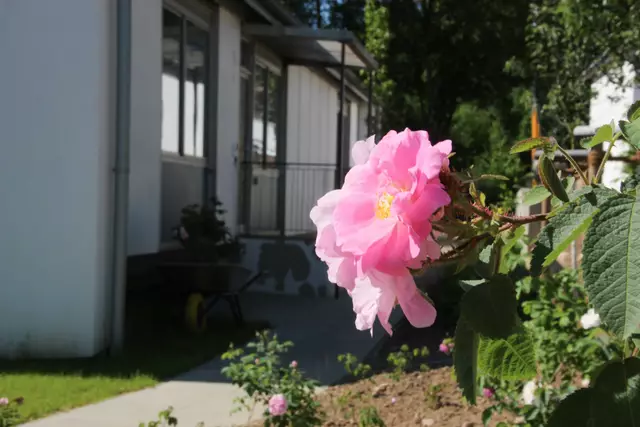 Im Sommer blühen auch im Garten des Quelle-Fertighauses die Rosen.