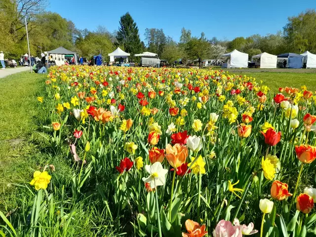 Am letzten Aprilwochenende gibt es Tulpen in allen Farben und Formen in den Luhegärten zu bestaunen | Foto: Förderverein Gartenschau Winsen e. V.
