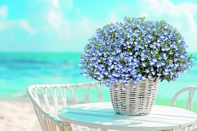 Bei Blumen Weese gibt es neben einer Vielzahl an Sommerblumen und Gemüsepflanzen eine gute Beratung | Foto: Weese