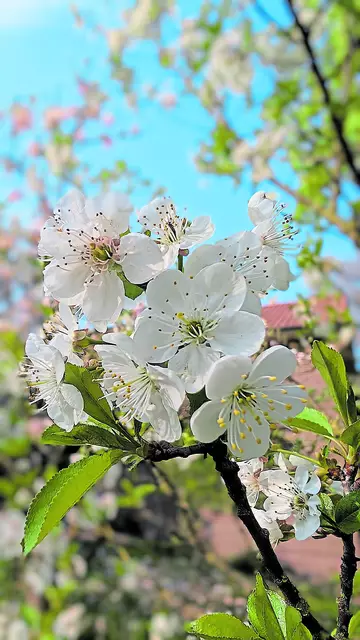 Die Kirschblüte ist in vollem Gange, die Apfelblüte folgte wenige Tage später | Foto: jd