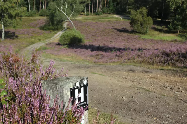 Die Heideschleife Büsenbachtal ist als Deutschlands schönster Wanderweg nominiert – und hofft auf viele Voten | Foto: Landkreis Harburg