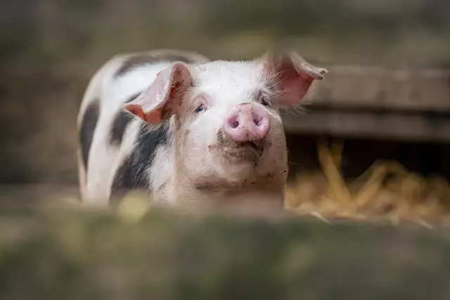 Buntes Bentheimer Schwein im Freilichtmuseum am Kiekeberg | Foto: FLMK