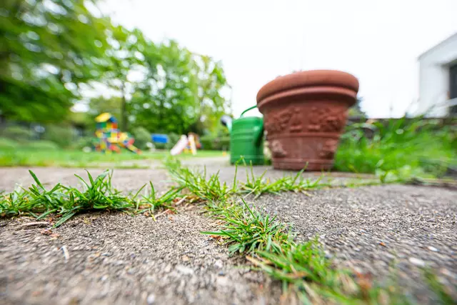 Unkrautvernichter dürfen nur auf gärtnerisch genutzten Flächen im Hausgarten angewendet werden. Generell verboten ist der Einsatz hingegen auf Garagenzufahrten, Wegen (Foto), Bürgersteigen, Terrassen, Straßen, Parkplätzen und Hofflächen. Dies gilt nicht nur für Pflanzenschutzmittel, die zur Unkrautvernichtung zugelassen sind, sondern auch für Salz, Grünbelagsentferner und Steinreiniger | Foto: Ehrecke/Landwirtschaftskammer Niedersachsen