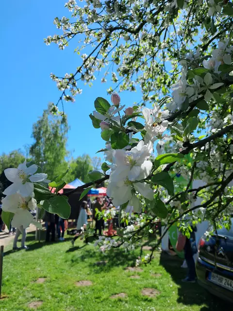 Auch über die Apfelblüten freuten sich die Besucher des Tulpenfestes | Foto: Anika Werner