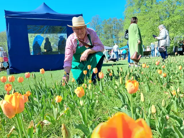 Dr. Dieter Bender findet buchstäblich Tulpen zum Niederknien | Foto: Anika Werner