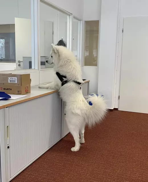 Bürohund "Security-Sam" schaut, ob auch alles mit rechten ­Dingen vor sich geht  | Foto: Wilkening