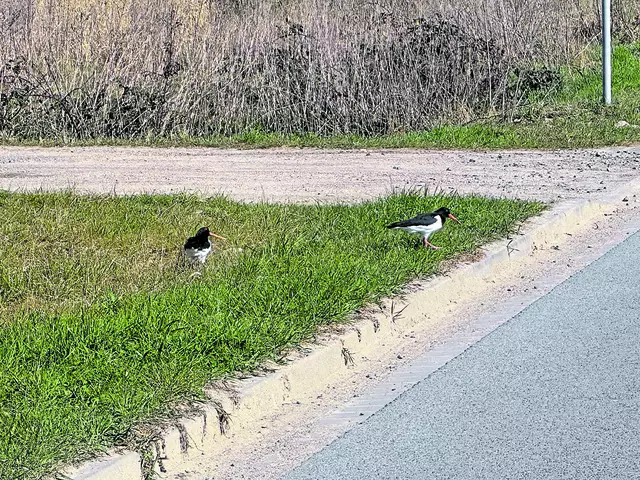 Zwei Austernfischer sind bei den Regenrückhaltebecken im Gewerbegebiet Martenskamp unterwegs | Foto: sc