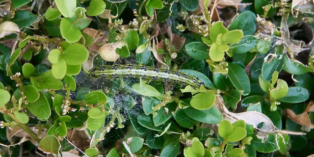 Eine Raupe des Buchsbaumzünslers frisst sich durch eine Pflanze | Foto: Adobe Stock/Veltman34