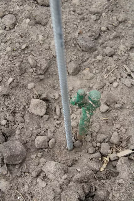 Die Rebe wird zum Schutz mit einer Wachsschicht überzogen