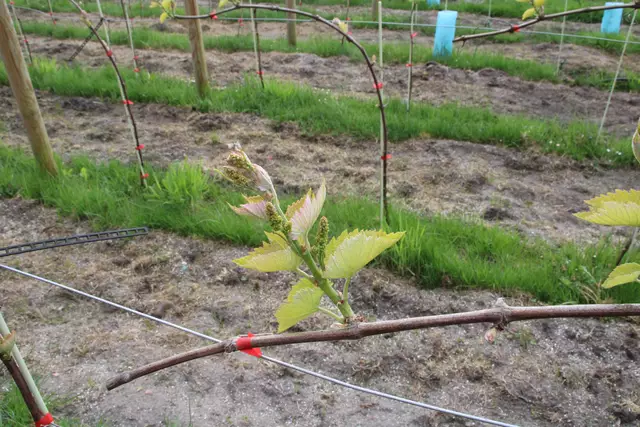 Erste Triebe sind da