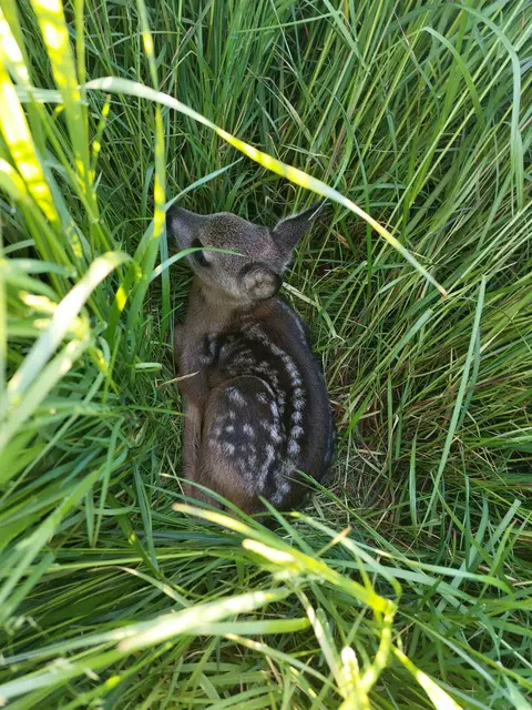 Vor dem Mähen werden Kitze mit Drohnen gesucht und gesichert | Foto: Arne Jacob