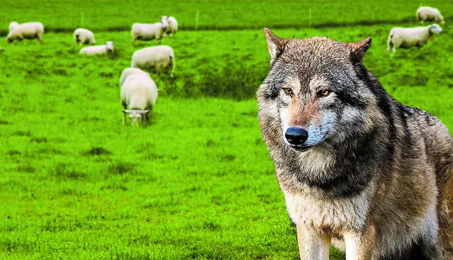 Die EU hat endgültig beschlossen, den Schutzstatus des Wolfs herabzustufen | Foto: agrarmotive