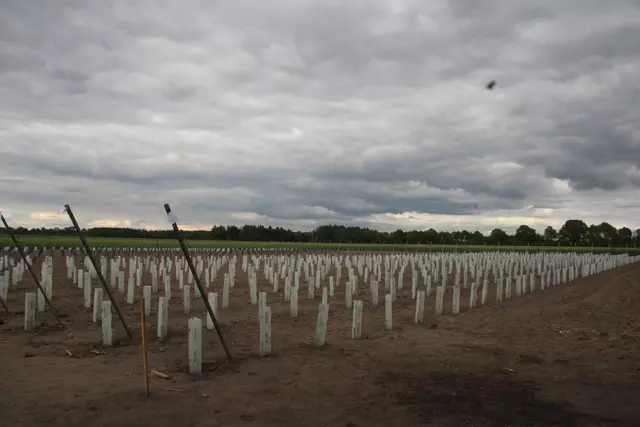 Der Weinberg in Wangersen. 2040 Reben auf 4.000 Quadratmetern