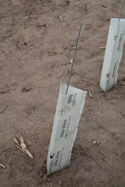 Die zarten Reben sind gut geschützt