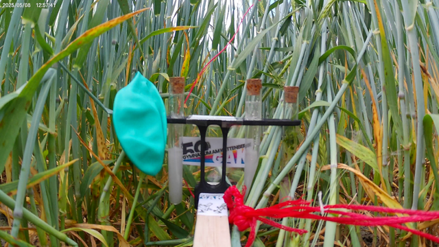 Die Reste des Ballons sind heile auf einem Feld gelandet | Foto: GAK