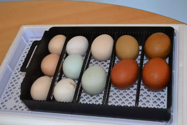 Auch einige bunte Eier hatte Nina Kempf als Anschauungsmaterial dabei | Foto: bim