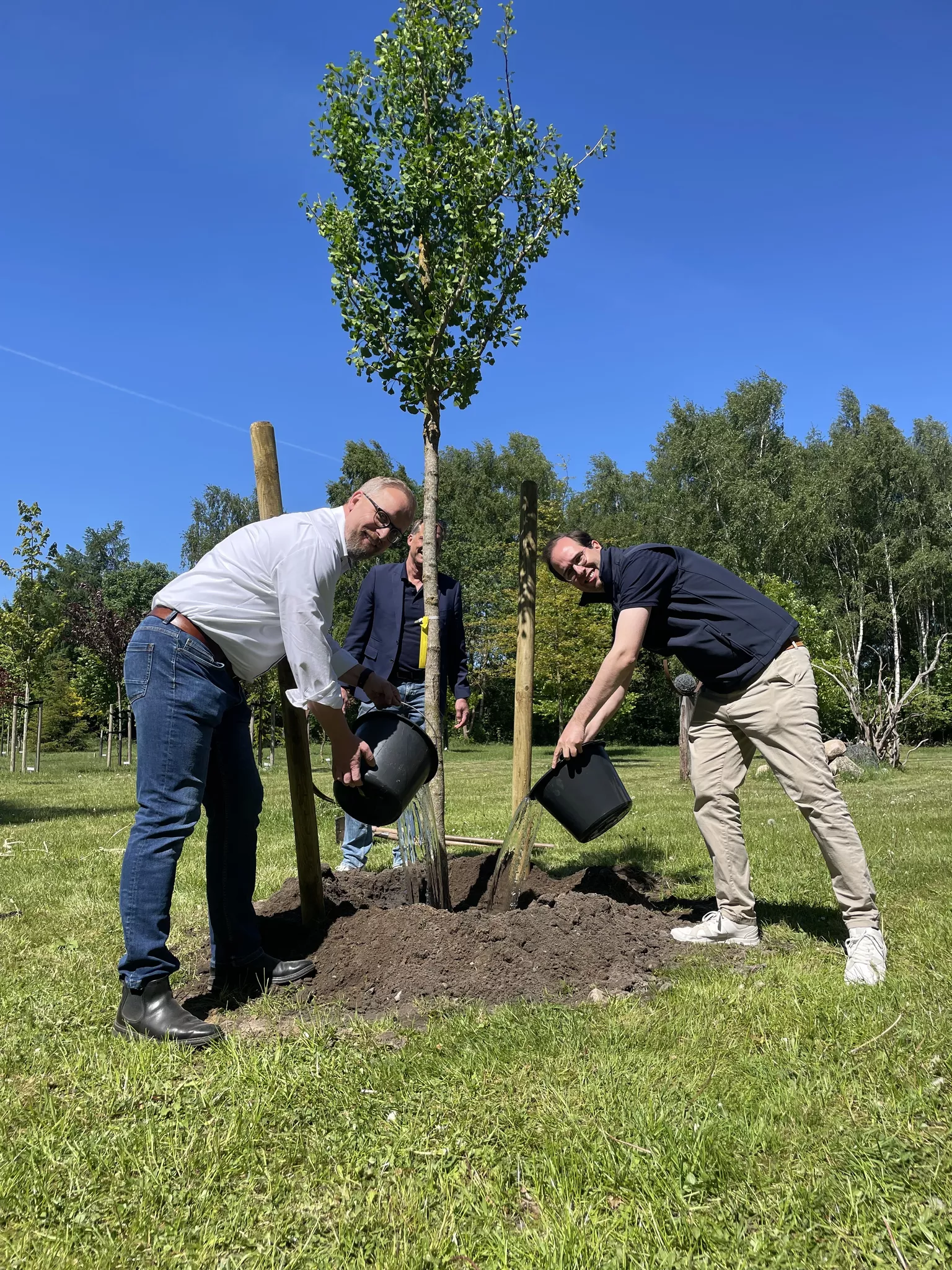 Weitere Ginkgos für die Nordheide – Originalfoto zum Pressebericht