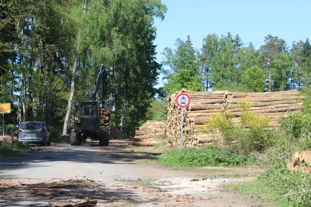 Anwohner wunderten sich über die Baumfällungen im Kleckerwald  | Foto: pm