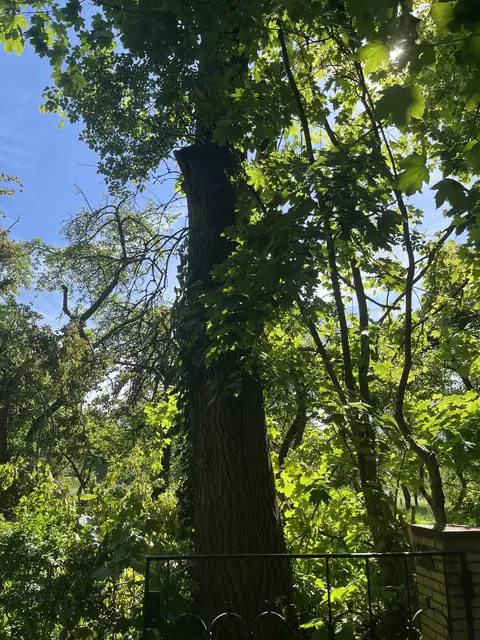 Der betroffene Baum: Für Laien sieht er völlig gesund aus, doch eine Messung ergab das Gegenteil | Foto: sra