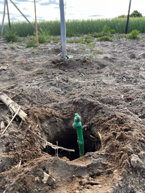 Pflanztag | Foto: Traube und Biene GbR