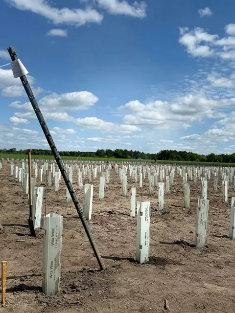 Foto: Traube und Biene GbR