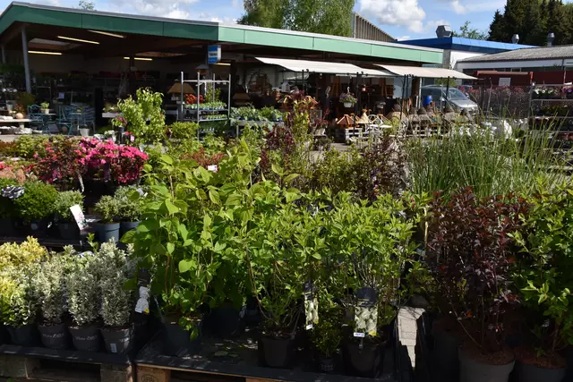 Die Gartensaison hat begonnen. Der Kiebitzmarkt bietet seinen Kunden eine große Auswahl an Saatgut, Gemüsepflanzen, Stauden und Gehölzen | Foto: Axel-Holger Haase