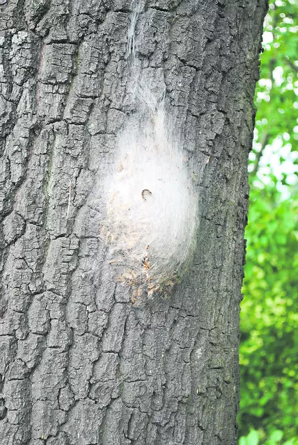 Die Tiere bilden ihre gesponnenen Nester vorwiegend in Eichenbäumen | Foto: thl