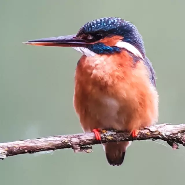 Der Eisvogel lauert häufig auf Ästen und wartet auf einen günstigen Moment, um ins Wasser zu stürzen | Foto: Thomas Rejzek