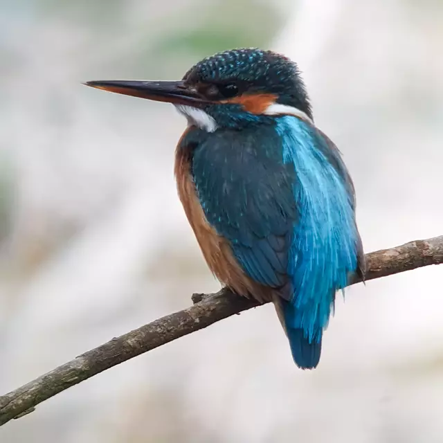 Der Eisvogel lauert häufig auf Ästen und wartet auf einen günstigen Moment, um ins Wasser zu stürzen | Foto: Thomas Rejzek