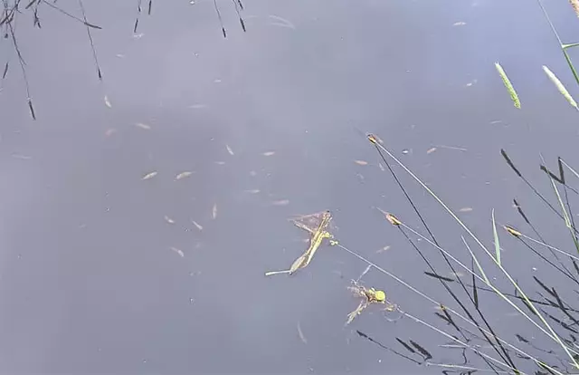 Die toten Fische treiben in dem kleinen Fluss | Foto: Angelverein Horneburg